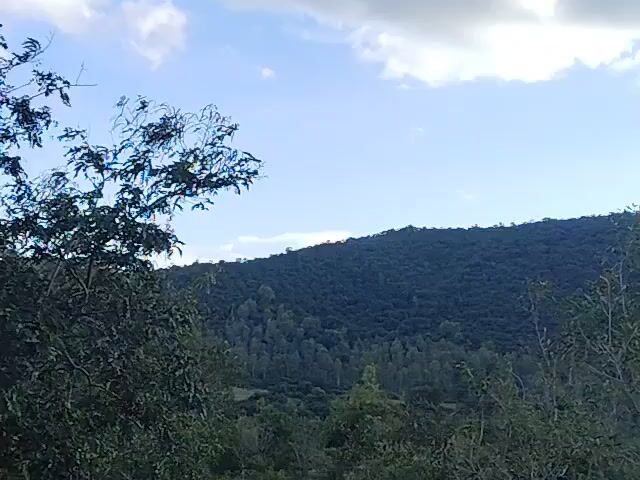 A serene nature scene unfolds as the camera pans across a lush, green landscape. In the foreground, the dense foliage of trees, with their varied leaves and branches, partially obscures the view. Beyond these trees, a majestic, densely forested hill rises, its contours softened by distance and the abundance of vegetation. The sky above is a canvas of blue, intermittently graced by fluffy white clouds that cast subtle shadows, hinting at the dynamic interplay of light and atmosphere. The overall impression is one of tranquility and natural beauty.