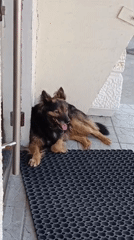 Dog resting on a doormat outside a building in Svietlahorsk