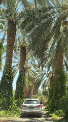 Silver SUV moves through a date palm plantation in the Arava