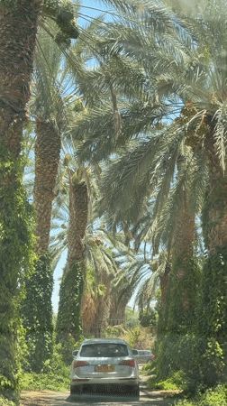 Silver SUV moves through a date palm plantation in the Arava