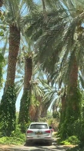Silver SUV moves through a date palm plantation in the Arava