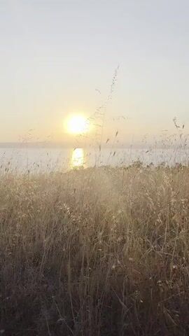 The video shows a landscape at sunset. The sun is visible as a bright orb in the sky, reflecting on a body of water. In the foreground, tall, dry grass is swaying gently. There is a path or trail visible through the grass, leading towards the water and the setting sun. The sky is a pale, soft color, suggesting the end of the day. The overall impression is one of peace and natural beauty.