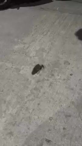 A short video depicts a barefoot person in jeans standing on a gray concrete surface near a brown frog. The person moves their foot slightly closer to the frog, and someone off-camera states that the frog "likes you" and is "your new pet".