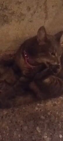 The video shows a dark brown tabby cat lying down near a wall. There appears to be a wound on its neck.