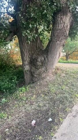 The video shows a close-up of the trunk and lower branches of a large, old tree with thick, gnarled bark. The tree has multiple large branches splitting from the main trunk. Green leaves are visible on the branches, and some of the leaves appear to be turning yellow and orange, suggesting it might be autumn. The ground around the base of the tree is covered in dry grass and some scattered debris, including what appears to be white paper or plastic. In the background, other trees and foliage are visible, with some trees showing fall colors. The lighting suggests it is daytime, possibly late afternoon, with sunlight filtering through the leaves. There are no people or animals visible in the video. The camera appears to be handheld and is slowly zooming out, or panning slightly.
