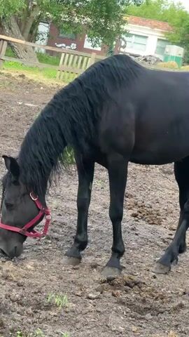A black horse with a long, dark mane is standing in a muddy pen. The horse is wearing a red halter. It is grazing on the ground. In the background, there is a wooden fence and some buildings. The weather appears to be overcast, and the time of day is likely daytime. The scene is a rural setting, possibly a farm or stable. There is no visible text in the media file.