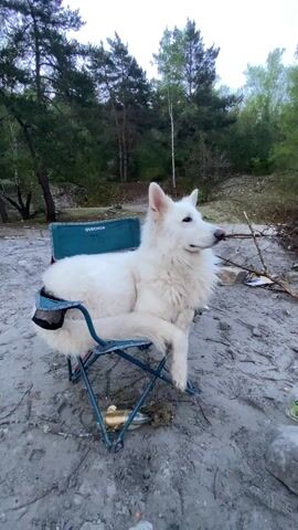 The video starts with a white dog sitting on a folding chair in a sandy area with trees in the background. The camera then pans to a bonfire with people nearby, some sitting and some standing. A black tent is visible in the background. The setting appears to be an outdoor gathering.