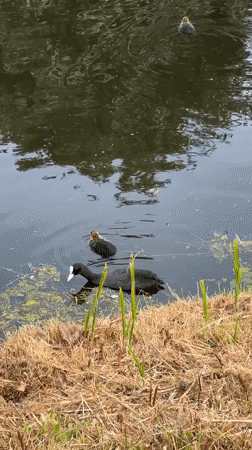Spring afternoon scenes captured around Noordwijk canals and gardens