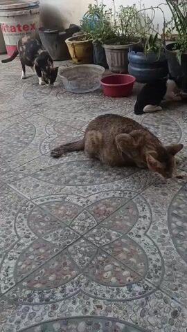 A tortoiseshell cat and a tabby cat are eating from a bowl on a tiled patio. In the background, a black cat and a white cat are also eating from bowls. There are several potted plants and a white bucket in the background. The scene is outdoors.