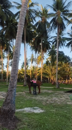 Woman horseback rides at tropical Thai beach during morning