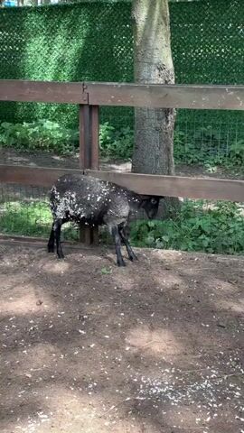 A small black sheep with white splotches on its back is standing by a wooden fence. The sheep is facing away from the camera and appears to be eating grass on the other side of the fence. The ground is covered in dirt and some white debris. In the background, there is a green mesh fence and trees. The lighting suggests it is daytime and sunny.