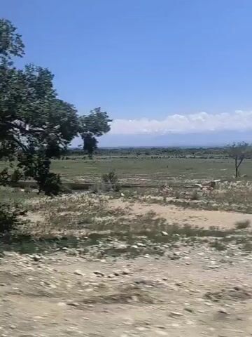 A blurry video shows a view of a landscape from a moving vehicle. In the foreground, there are trees with green foliage and dry, light-colored ground. In the mid-ground, there are fields that appear to be cultivated, with some areas lighter and others darker, suggesting different crops or soil conditions. Beyond the fields, there is a hazy distant landscape with what could be mountains or hills on the horizon, under a clear blue sky. The overall impression is of a rural, possibly arid or semi-arid environment on a sunny day.