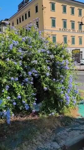 The video pans from left to right across a lush green bush covered in small blue flowers. Behind the bush is a light-colored building with multiple windows and a sign that reads "BANCO DI ROMA." The sky is clear and blue. In the background, a bicycle is visible to the right. Sunlight casts shadows on the ground in front of the bush.
