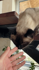 Siamese cats spotted in Russian residential area