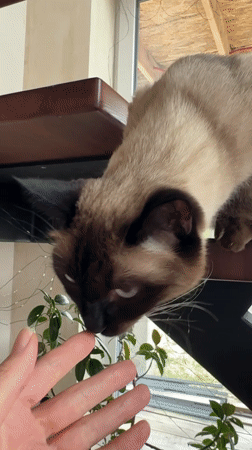 Siamese cats spotted in Russian residential area