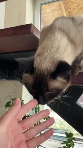 Siamese cats spotted in Russian residential area