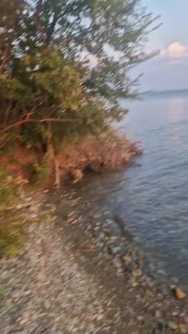 The video begins with a close-up view of a tree on a rocky shore. The camera then pans to the right, revealing a calm body of water and a sky with scattered clouds. The light suggests it is either sunrise or sunset. There are no people or specific objects of interest visible in the short clip, other than the natural environment.