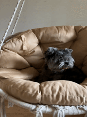 Boy and dog play together in Chaikovsky home