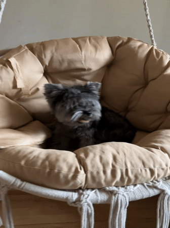 Boy and dog play together in Chaikovsky home