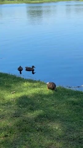 The video shows a body of water with three ducks near the edge. Two ducks are swimming in the water, and one duck is on the grass by the water's edge. The grass is green and appears to be well-maintained. The water is blue and reflects the sky. The scene is likely outdoors, possibly in a park or natural area.
