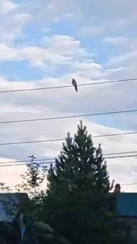 A bird is perched on a wire. The sky is blue with some clouds. A green tree is visible below the wire.