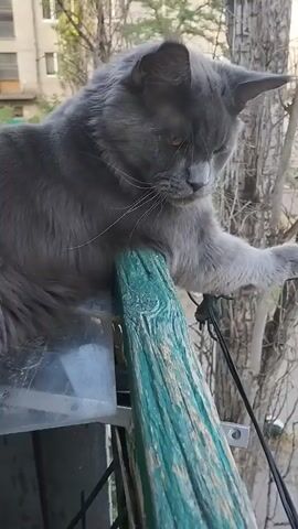 A grey cat is perched on a balcony, leaning its head down towards a teal-colored wooden railing. The cat's body is mostly visible from the side, with its tail extending out of frame to the left. The background shows a building with windows and some trees. The cat appears to be looking at something below the railing. The scene is outdoors, possibly during the daytime given the lighting.