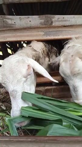 Two goats are eating green leafy plants in a wooden enclosure. The goat on the left is mostly white with some darker patches on its back and neck. It has one ear pointed up and the other down. The goat on the right is also white with some darker patches. Its ears are pointed outwards. Both goats are facing forward and eating from a trough filled with plants. The enclosure appears to be made of rough wooden planks.