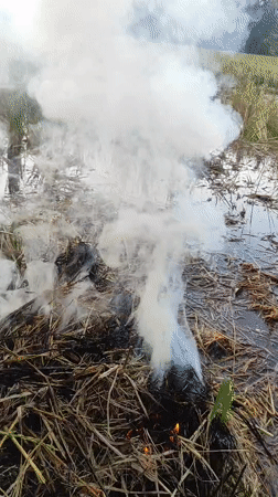 Small fire burns in harvested rice field in Lhokseumawe