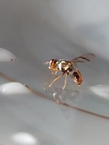 The video shows a close-up of a small fly with yellow and black markings on its body and clear wings. The fly is on a white, slightly reflective surface, possibly a sink or a countertop, with several water droplets visible. The fly is stationary for most of the clip, with its legs positioned on the surface. Its compound eyes are visible, and it appears to be cleaning its antennae. In the last few seconds, the fly moves slightly, and a reflection of it is visible on the wet surface.