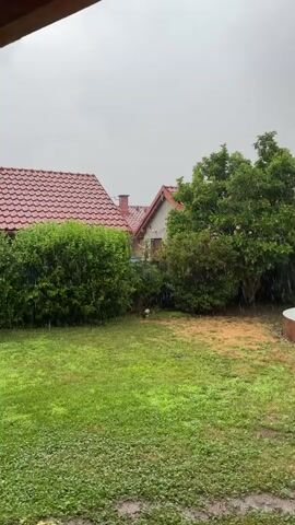 The video captures a rainy day in a residential backyard. The scene is dominated by lush green grass in the foreground, with a patch of drier, brownish-yellow grass towards the right. A dense, vibrant green hedge runs across the middle ground, separating the lawn from the houses. Behind the hedge, two houses with distinct red-tiled roofs are visible. The house on the left is partially obscured by the hedge, while the one on the right has a light-colored facade and a chimney.

A large, leafy tree with green foliage stands to the right of the houses, its branches extending towards the viewer. The weather is clearly inclement, with visible raindrops falling throughout the frame, indicating a steady downpour. The sky is overcast with a pale, gray hue, suggesting it's likely daytime but with subdued light due to the rain.

The overall atmosphere is one of a quiet, subdued moment, perhaps captured from the shelter of a porch or window. The focus is on the natural elements – the rain, the greenery, and the houses that provide a sense of place. The lack of people or significant human activity emphasizes the natural event of the rain. The location context provided, Červená Píska, Czechia, places the scene in a specific geographical setting, further grounding the visual information. There is no visible text in the media.