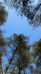 Woman explores forest and beach in Carnikava, Latvia