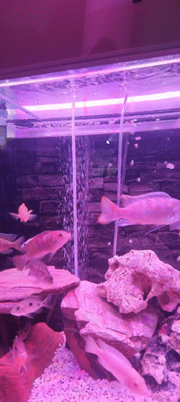 Resident documents modern home interiors and surroundings in Israel