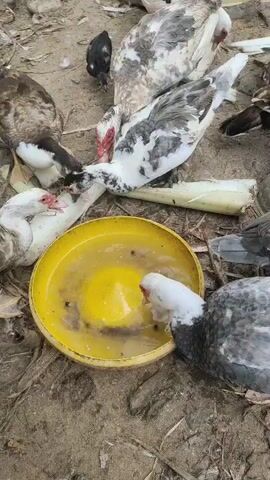 The video shows a group of ducks gathered around a yellow bowl of water on the ground. Some ducks are drinking from the bowl, while others are pecking at pieces of what appears to be plant stalk lying on the ground. The ground is dirt and appears to be an outdoor enclosure. The ducks are of various colors, including white, black, and grey, with some having red fleshy caruncles around their eyes and beaks. The lighting suggests it is daytime.