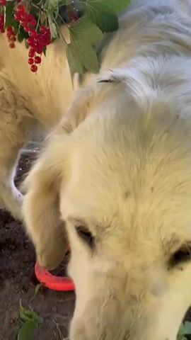 A close-up video shows a light-colored dog's face, possibly a husky or similar breed. The dog appears to be outdoors, with visible dirt or grime on its fur, particularly around the muzzle and forehead. In some frames, a hand wearing a blue glove and a red sleeve is seen interacting with the dog's face, gently touching its snout. Scattered on the ground in the background are fallen apples. The lighting suggests an outdoor setting, likely daytime. The video is shaky at times, with some frames blurred.