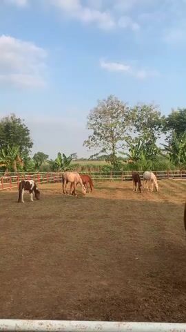 A wide shot shows an outdoor enclosure with dry, sparse grass and dirt. Several horses are scattered throughout the enclosure, grazing with their heads down. In the foreground, a dark brown horse with a long dark tail is positioned with its back to the camera, grazing. Further back on the left, a light brown horse and a darker brown horse graze together. On the right, a white horse and another darker brown horse also graze. A red and white fence lines the background, beyond which lush green trees and foliage are visible under a clear blue sky with some white clouds. An engine sound is audible throughout the video.