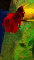 Aquarium fish and household pets in Abakan