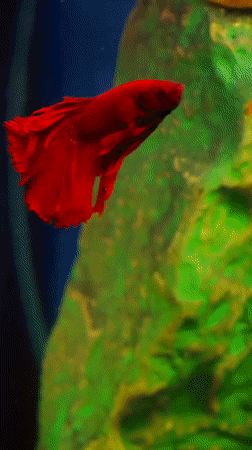 Aquarium fish and household pets in Abakan