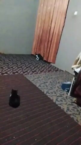 The scene is a room with a patterned carpet, light-colored walls, and an orange curtain hanging on the right side of the frame.  Two cats are visible in the room. One cat, which is black with a white spot on its chest, sits motionless in the foreground on a brown-striped section of the carpet.  The other cat, which is black and white, is partially hidden under the edge of the orange curtain.  A chair with some items on it is partially visible in the background to the right of the curtain.  The camera is fairly stable with slight movements.