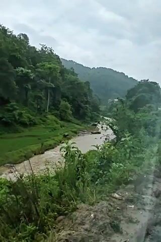 This is a shaky, medium-distance video of a muddy river flowing through a lush, green valley. The river is wide and appears to be flowing fast, with some lighter-colored areas that may indicate shallow spots or rocks. On the left bank of the river, there are terraced green fields, possibly rice paddies, that are also lush and green. The valley walls are steep and covered in dense forest. Tall, slender trees are scattered throughout the forest. The sky is overcast with clouds. There are a few people visible in the river, appearing to be wading or swimming. In the distance, a small cluster of buildings can be seen nestled in the valley. The video is of poor quality, making it difficult to discern fine details.