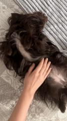 Dog receives belly rubs during playtime on bed in Moscow