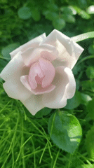 Spring flower garden blooms documented in morning observations