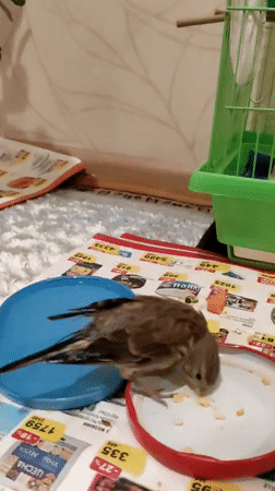 Pet bird feeding time, Pavlodar apartment