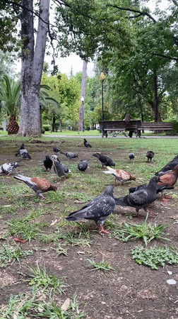 Everyday domestic life and park pigeons in Sokhumi, Abkhazia