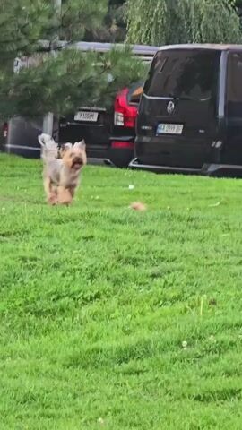 The video captures a playful scene in Sofiivska Borshchahivka, Ukraine. The primary subjects are two small dogs, likely a Yorkshire Terrier and a Poodle mix, engaged in a lively interaction on a grassy lawn. In the background, several vehicles are parked, including a black van, a red car, and a dark blue station wagon, suggesting an outdoor gathering or residential area. A portion of a tree trunk is also visible, adding to the natural setting.

The dogs appear to be enjoying themselves, with one dog in mid-run, its tongue out, and the other looking on. A person's legs and feet are visible in the foreground, with one person wearing white sneakers and another with blue shorts and white sneakers, indicating human presence and possibly involvement in the dogs' play. One person is holding a bright green ball, hinting at a game of fetch.

The overall atmosphere seems lighthearted and casual, with the dogs exhibiting energetic and happy body language. The time of day appears to be daytime, possibly late afternoon or early evening, given the lighting conditions. The weather seems pleasant for outdoor activity. There is no discernible text visible in the video. The scene conveys a sense of domestic enjoyment and the simple pleasure of pets playing outdoors.