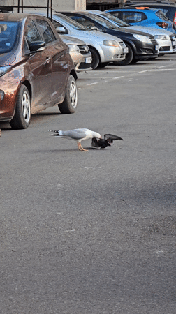 Man documents playful cemetery and park visit in Burgas