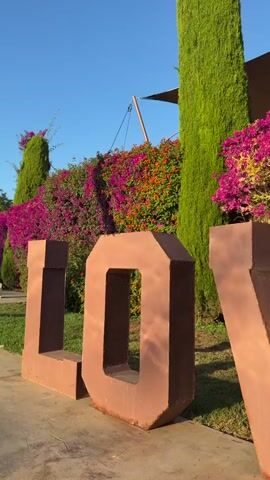 This is a horizontal, eye-level shot of large, rust-colored, three-dimensional letters spelling out "LOVE" positioned on a concrete pathway. The letters are thick and industrial in appearance, with a matte finish. The "L" is to the left, followed by an "O" with a distinct cutout. The "V" is partially visible on the right, suggesting the word is complete.

Behind the "LOVE" sign, a vibrant and lush backdrop unfolds. A dense hedge is covered in a riot of colorful flowers, primarily in shades of bright pink and fiery orange, creating a striking contrast with the earthy tones of the letters. Tall, slender, dark green cypress trees stand out against the flowers, adding verticality and a sense of structured greenery to the scene.

The sky above is a clear, brilliant blue, indicative of a sunny day. The lighting suggests it is either early morning or late afternoon, with the sun casting soft shadows and highlighting the textures of the plants and the letters. The overall atmosphere is serene and visually appealing, evoking a sense of warmth and beauty. There is no visible text within the image itself. The scene appears to be an outdoor public space, possibly a garden or a decorative area in a resort or town, given the ornamental planting and the prominent signage. The location context places this scene in Santa Eulària des Riu, Spain.