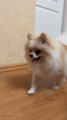 Pomeranian and cat at home in Heniivka, Ukraine