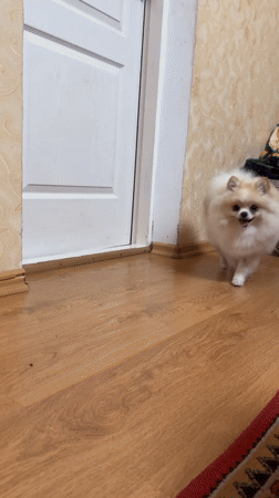 Pomeranian and cat at home in Heniivka, Ukraine