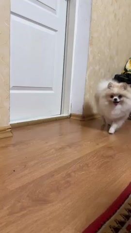A fluffy Pomeranian dog is walking on a wooden floor in front of a white door. The dog is light brown and white, with a long, fluffy coat. It has a pink tongue sticking out and appears to be looking down at the floor. The dog is wearing a black leash. The background shows a wall with textured wallpaper and a red rug on the floor. The lighting is warm and natural.