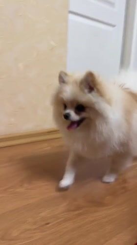 Pomeranian and cat at home in Heniivka, Ukraine